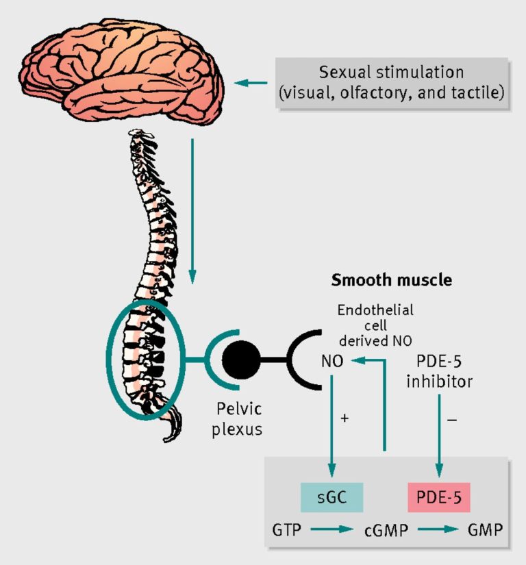 Male Erectile Function and Aging: Insights into the Effects of Age on Sexual Performance